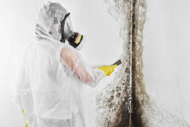 Mold Documentation for Insurance Claims in Lake City, AR